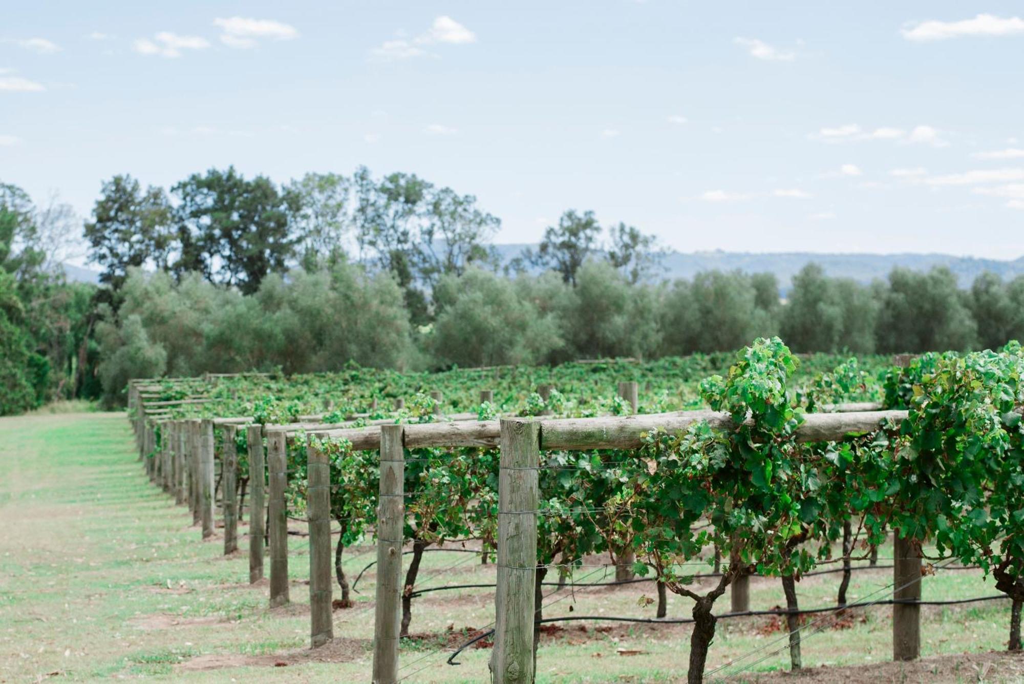 Hotel Tranquil Vale Vineyard Luskintyre Exterior foto